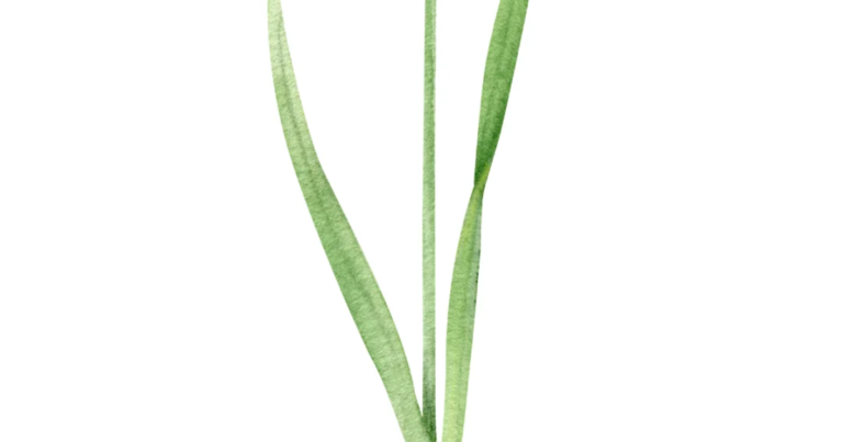 Watercolour botanical illustration accompanying the Fit n Healthy article on why coffee can increase tiredness.