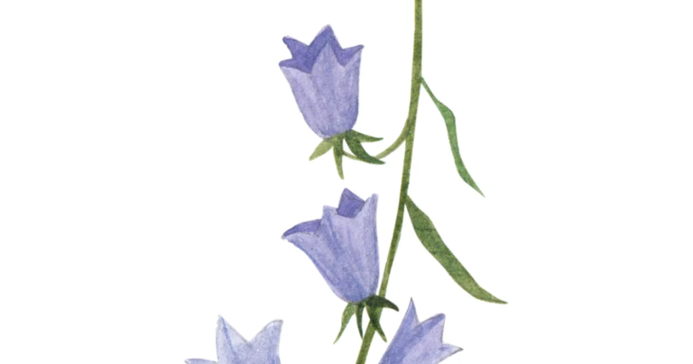 Watercolour botanical illustration accompanying the Fit n Healthy article on nutrients for brain health.